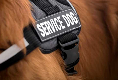 K-9 Program-Service Dog Patches